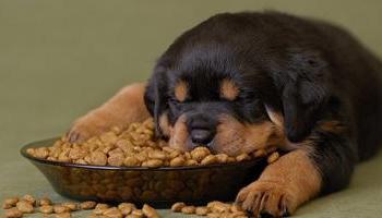 Benefits of Belcando Feeds for Dog Food