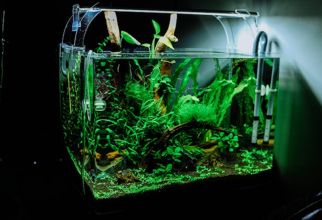 Fish tank heater