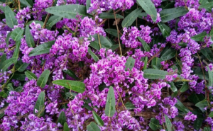 Nursery Near Me | Home Decor Ideas With Hardenbergia Violacea Plant