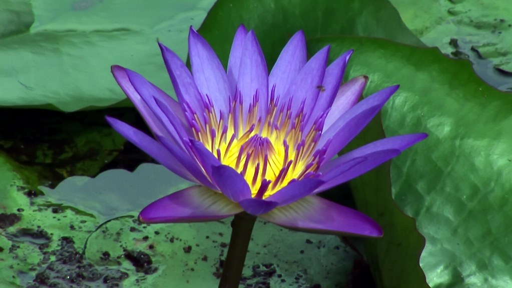 6 Purposes Behind Being A Blue Lotus Bloom