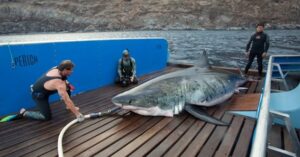 Discover the Biggest Great White Shark Ever Recorded?