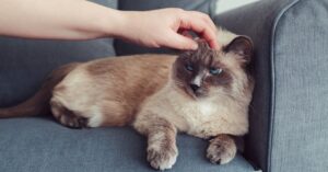 How Lengthy Does A Cat Keep A Grudge? Do Cats Keep Grudges And Why?