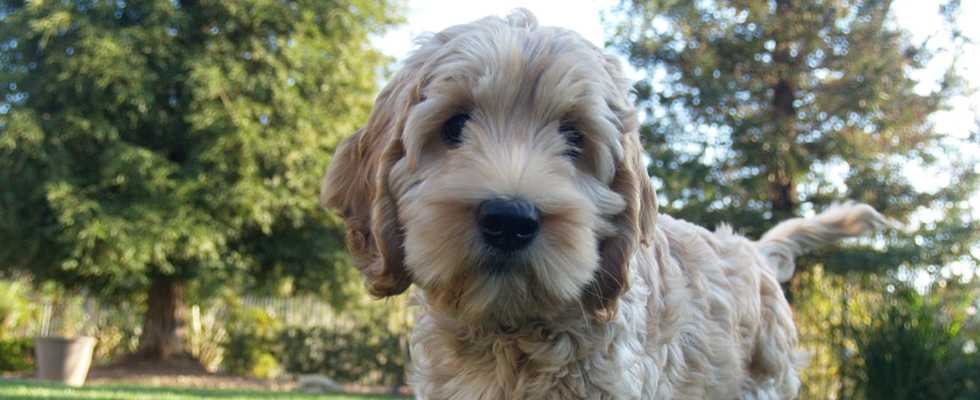 Labradoodle Puppies